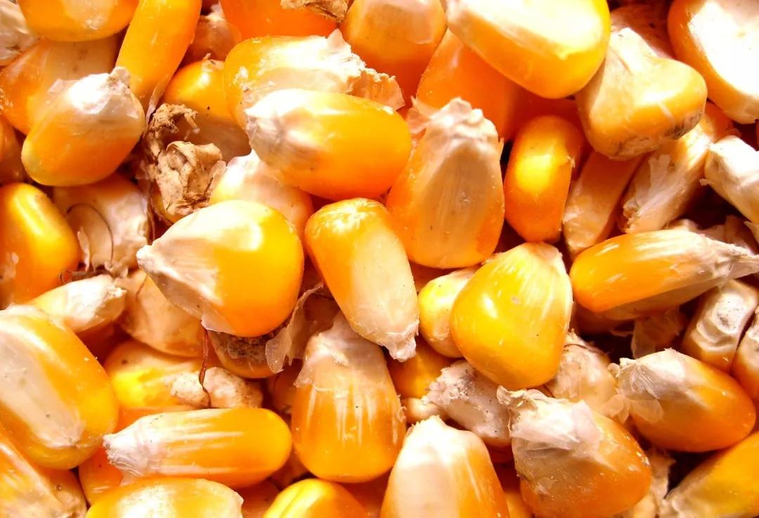 今日玉米价格最新动态,今日玉米价格最新动态🌽🌾